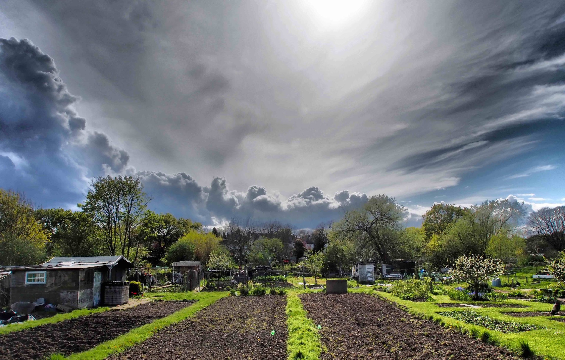 Raised beds and sunflowers at Norbury Park Allotments